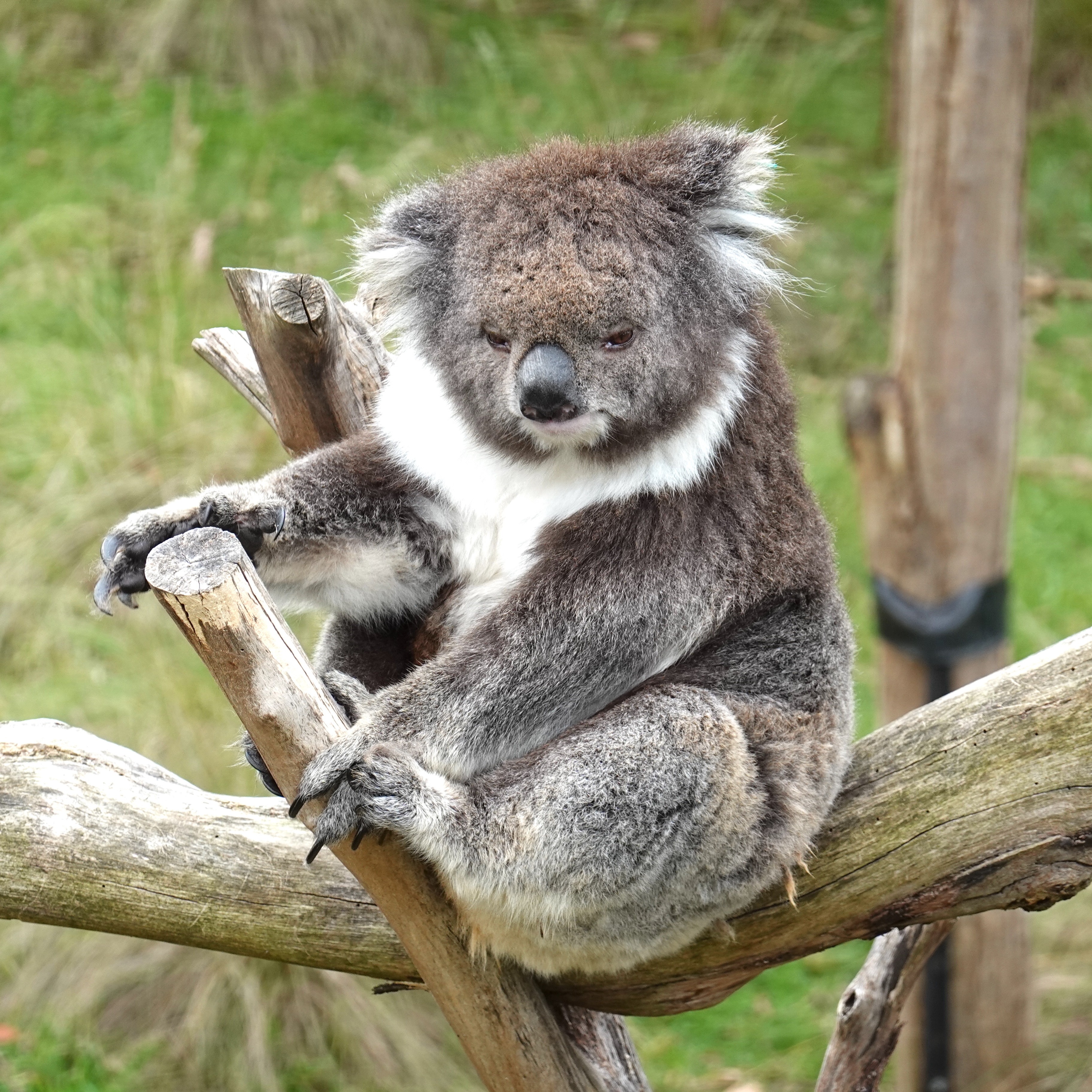 Koala auf einem Zweig.