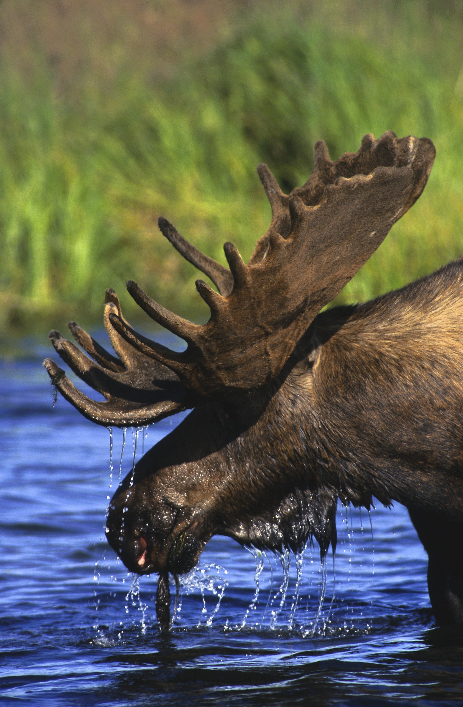 usa moose wetlands maine