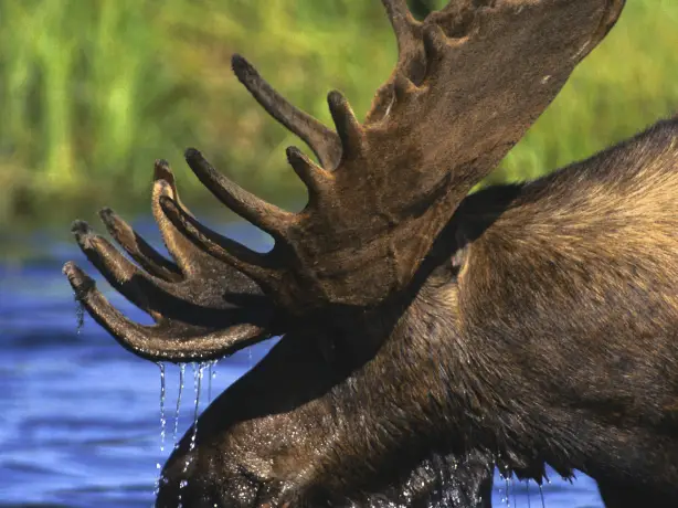usa moose wetlands maine