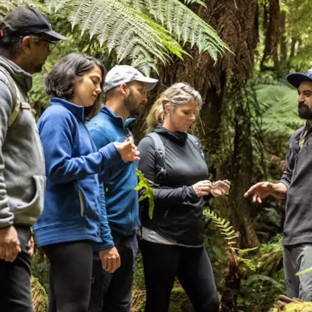 Een Maori-gids leidt een tour in het regenwoud met een groep gasten