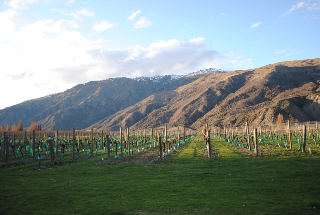 Newzealand south grapes mountain range clients uffelmann