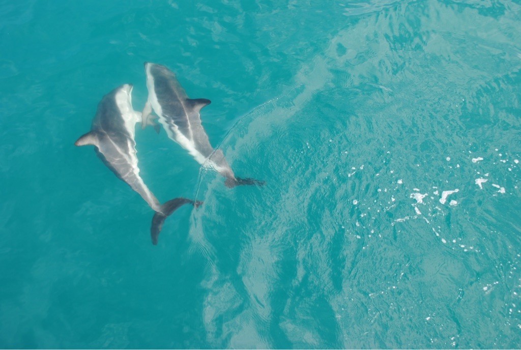 Newzealand south hector Dolphins clients uffelmann