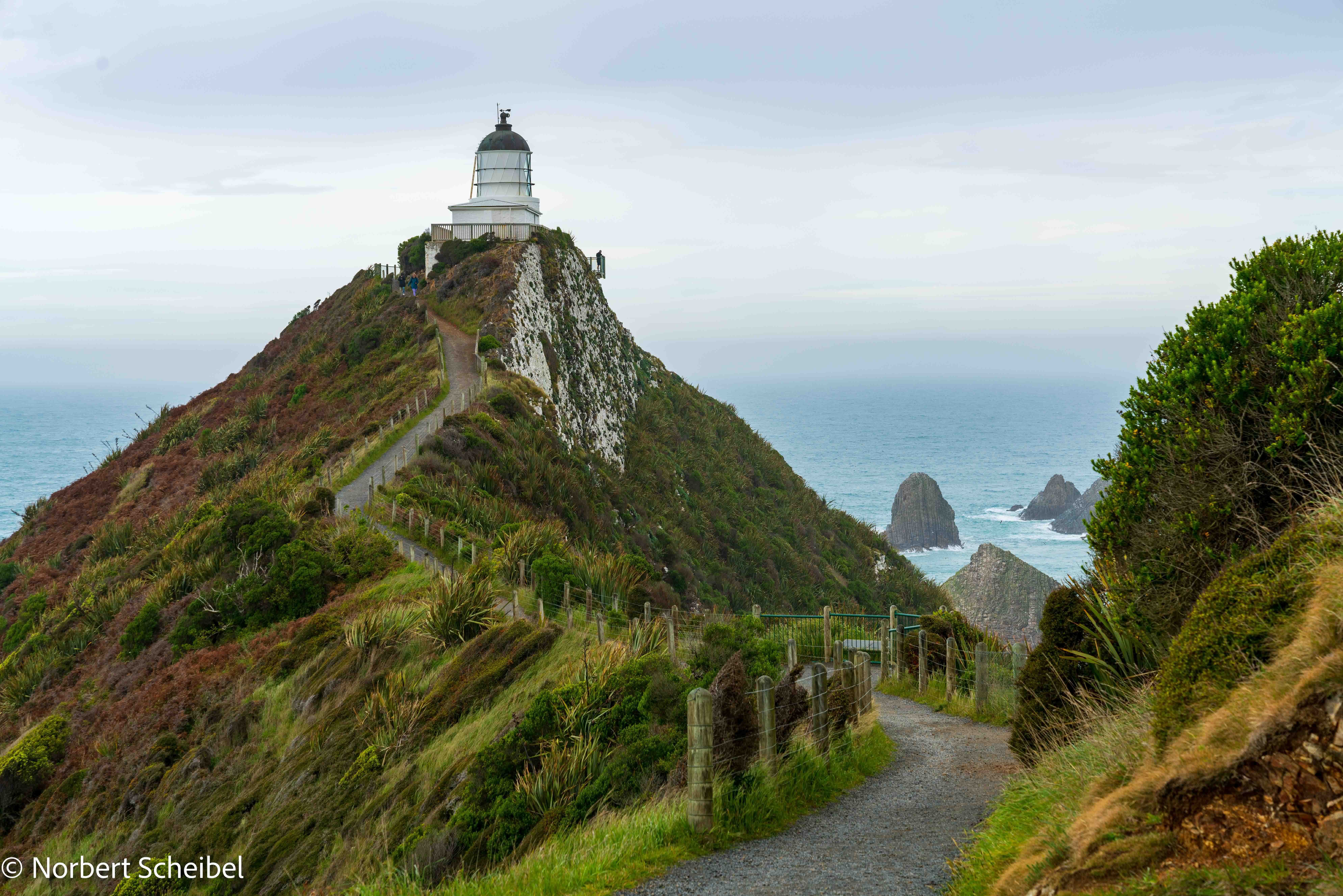 Newzealand south nugget point clients Scheibel