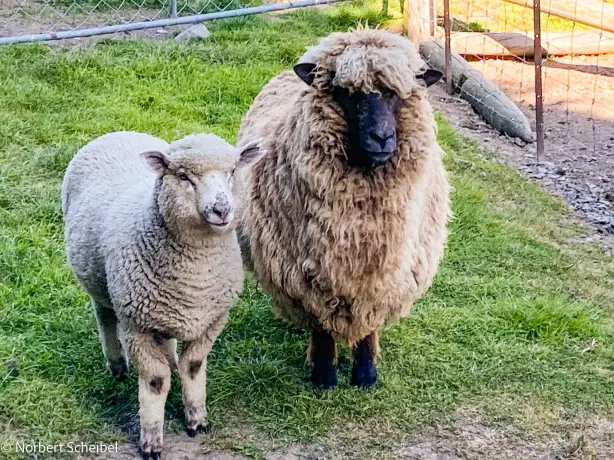 Newzealand south sheep Karetu Downs clients Scheibel