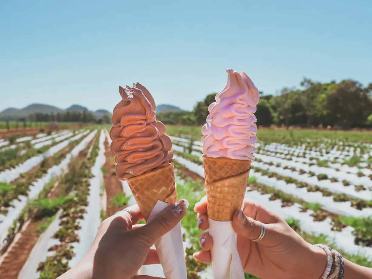 Australien Tropical North Queensland Atherton Strawberry Farm