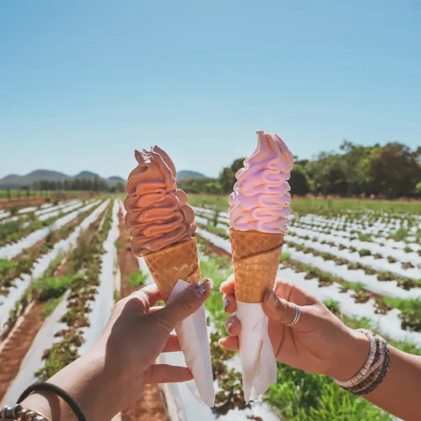 Australien Tropical North Queensland Atherton Strawberry Farm