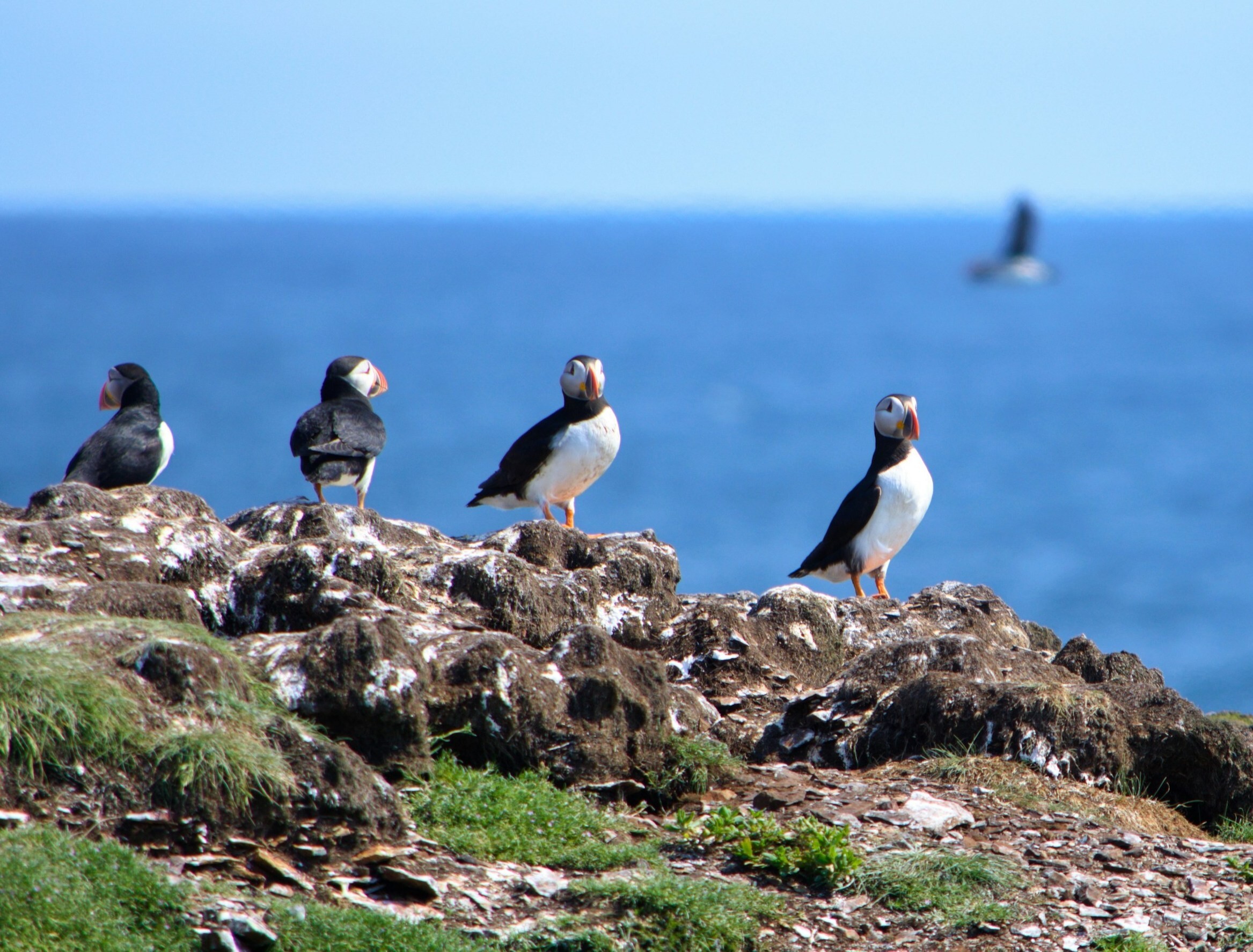 Atlantic puffins standing on a rocky coastal cliff in Newfoundland, Canada, with the ocean in the background.