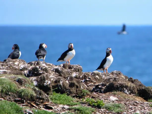 Papageientaucher auf einer felsigen Küstenklippe in Neufundland, Kanada, mit dem Meer im Hintergrund.