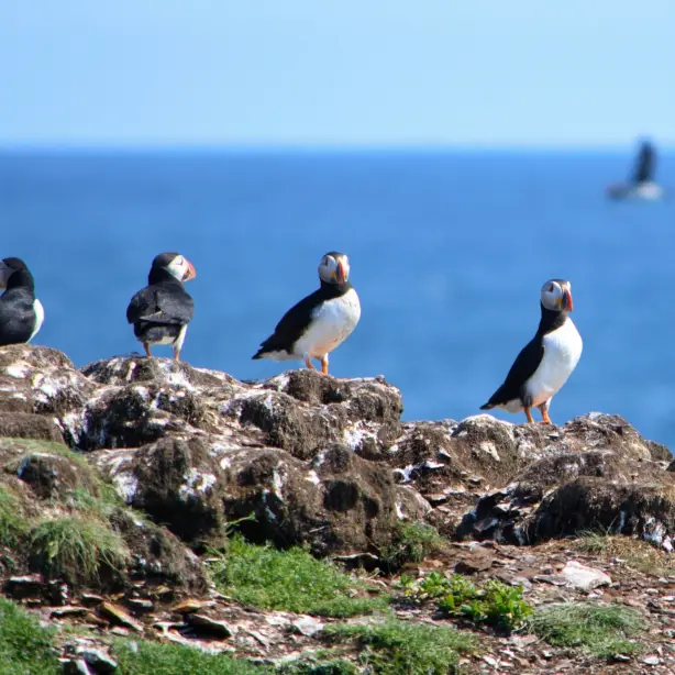 Atlantic puffins standing on a rocky coastal cliff in Newfoundland, Canada, with the ocean in the background.