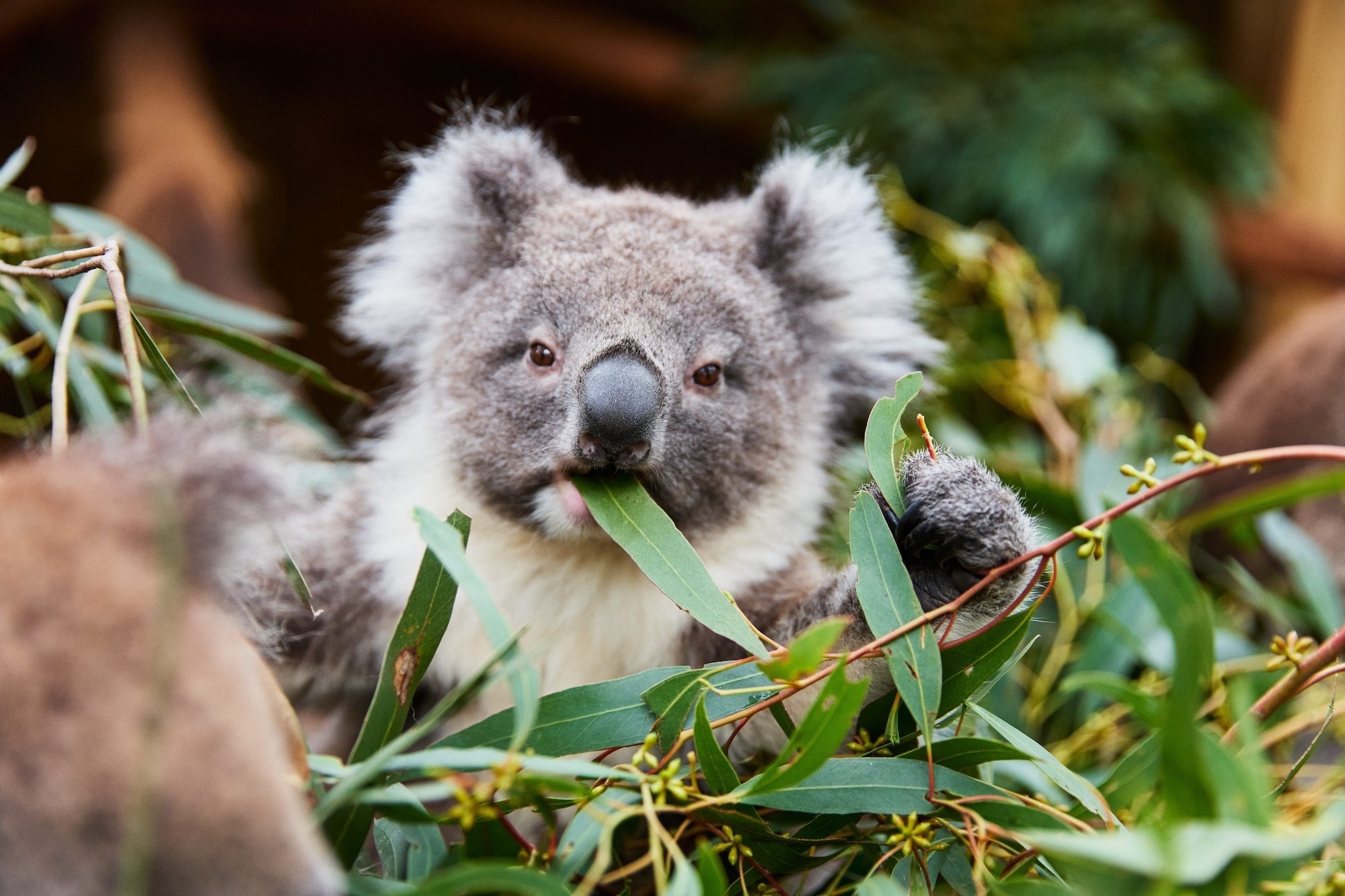 Australien Koala im Ballarat Wildlife Park