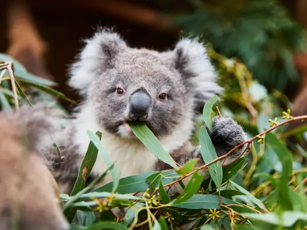 Australien Koala im Ballarat Wildlife Park