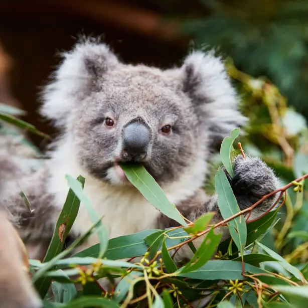 Australien Koala im Ballarat Wildlife Park