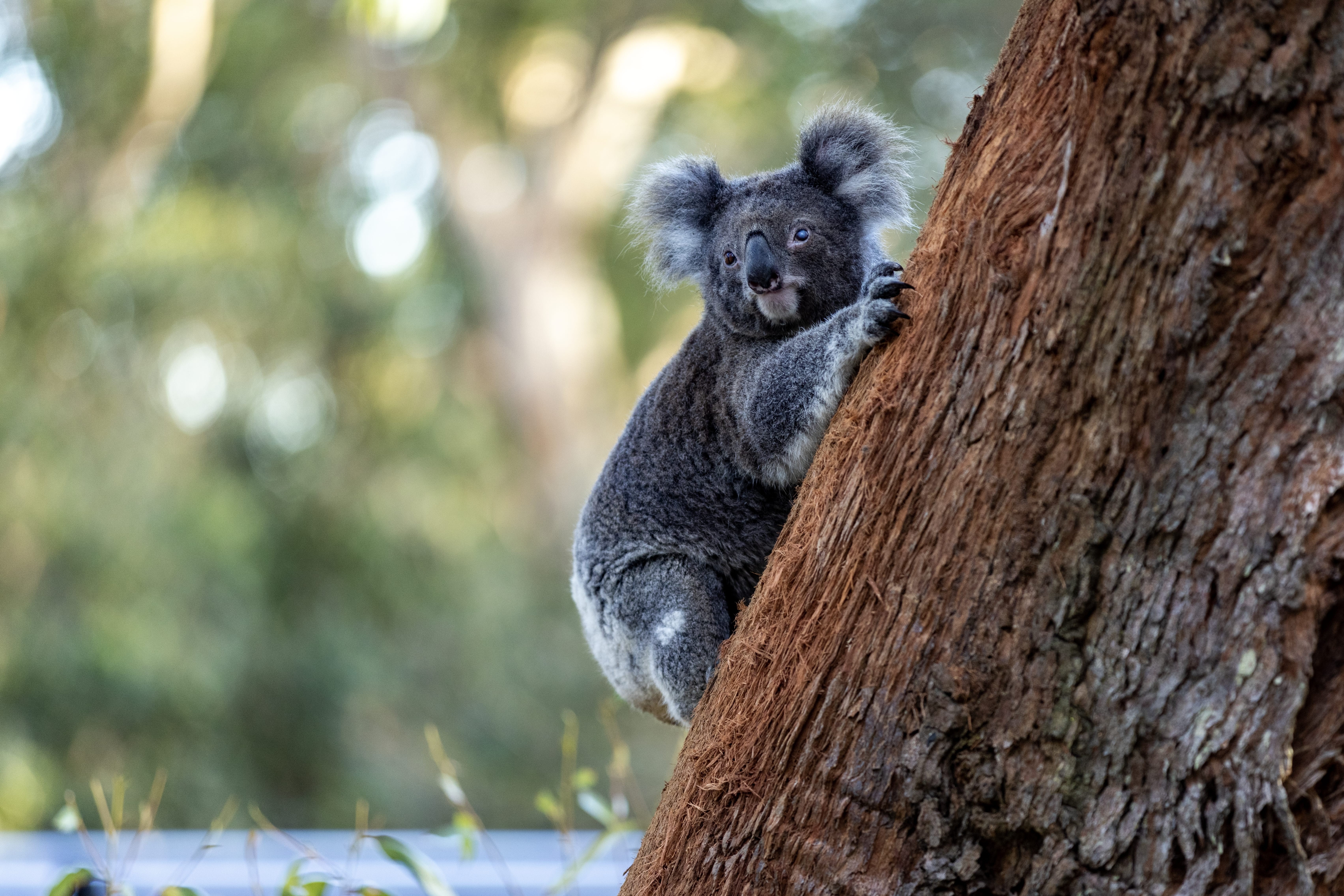 Australia NSW Koala 1071321 134