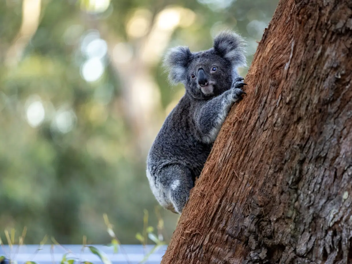 Australia NSW Koala 1071321 134