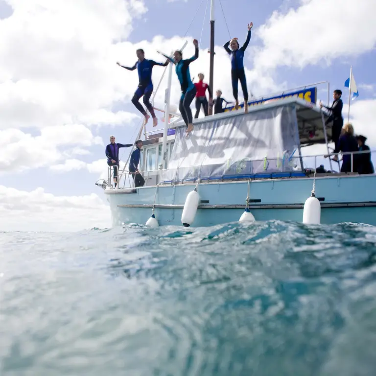 Australien Victoria Schwimmen mit Delfinen Queenscliff