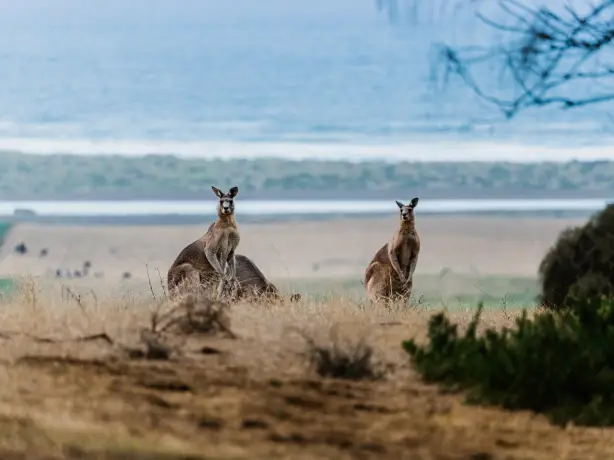 Australien wilde Känguruhs