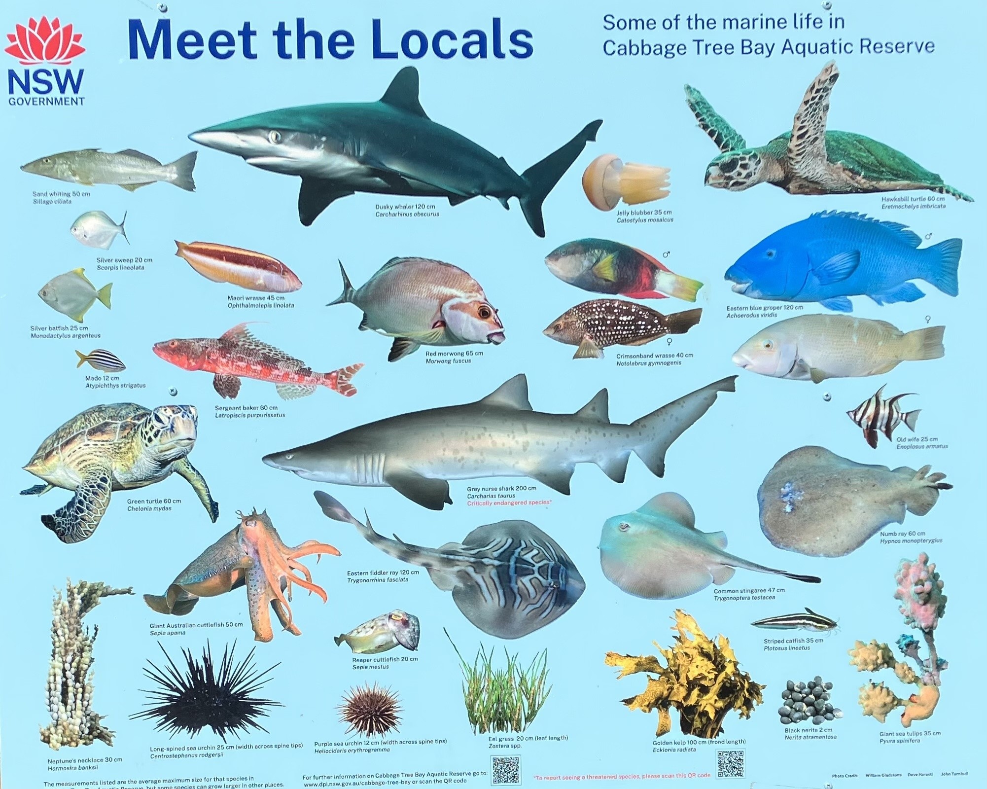 Australien Sydney Cabbage Tree Bay Aquatic Reserve TravelEssence