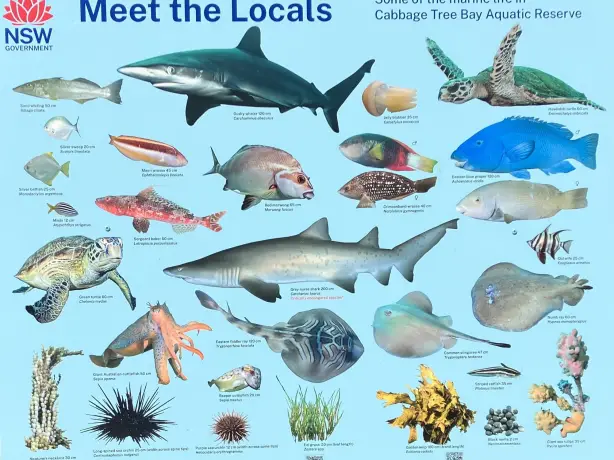 Australien Sydney Cabbage Tree Bay Aquatic Reserve TravelEssence