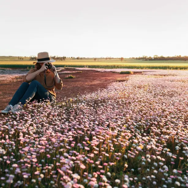 Eine Frau beim Fotografieren der Wildblumen von Morawa in Australien