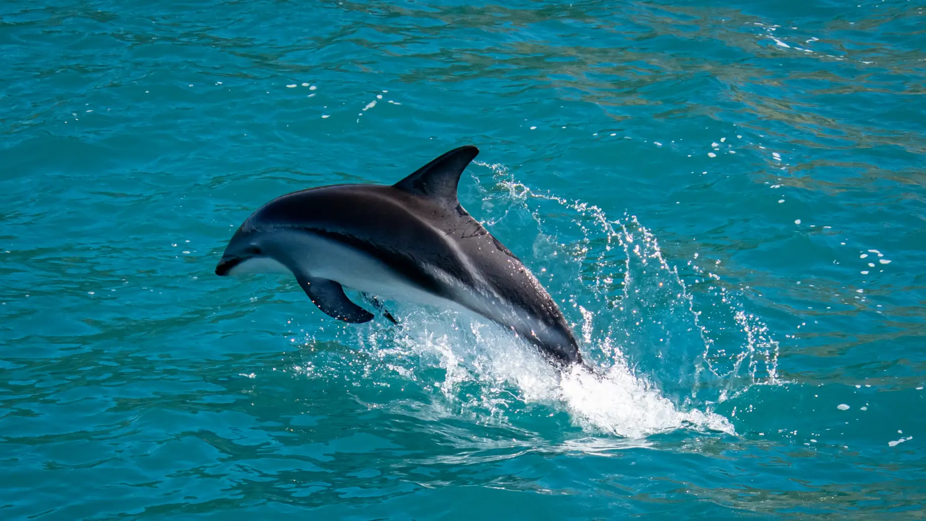 Delfin springt aus Wasser