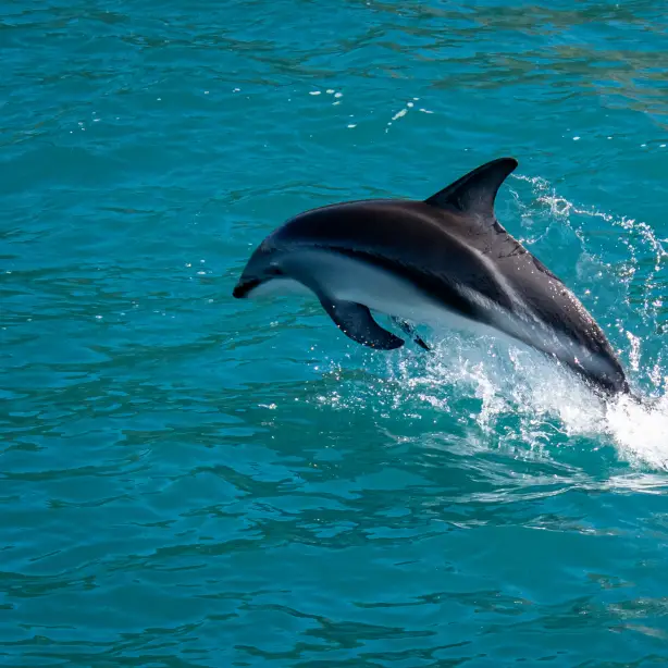 Delfin springt aus Wasser