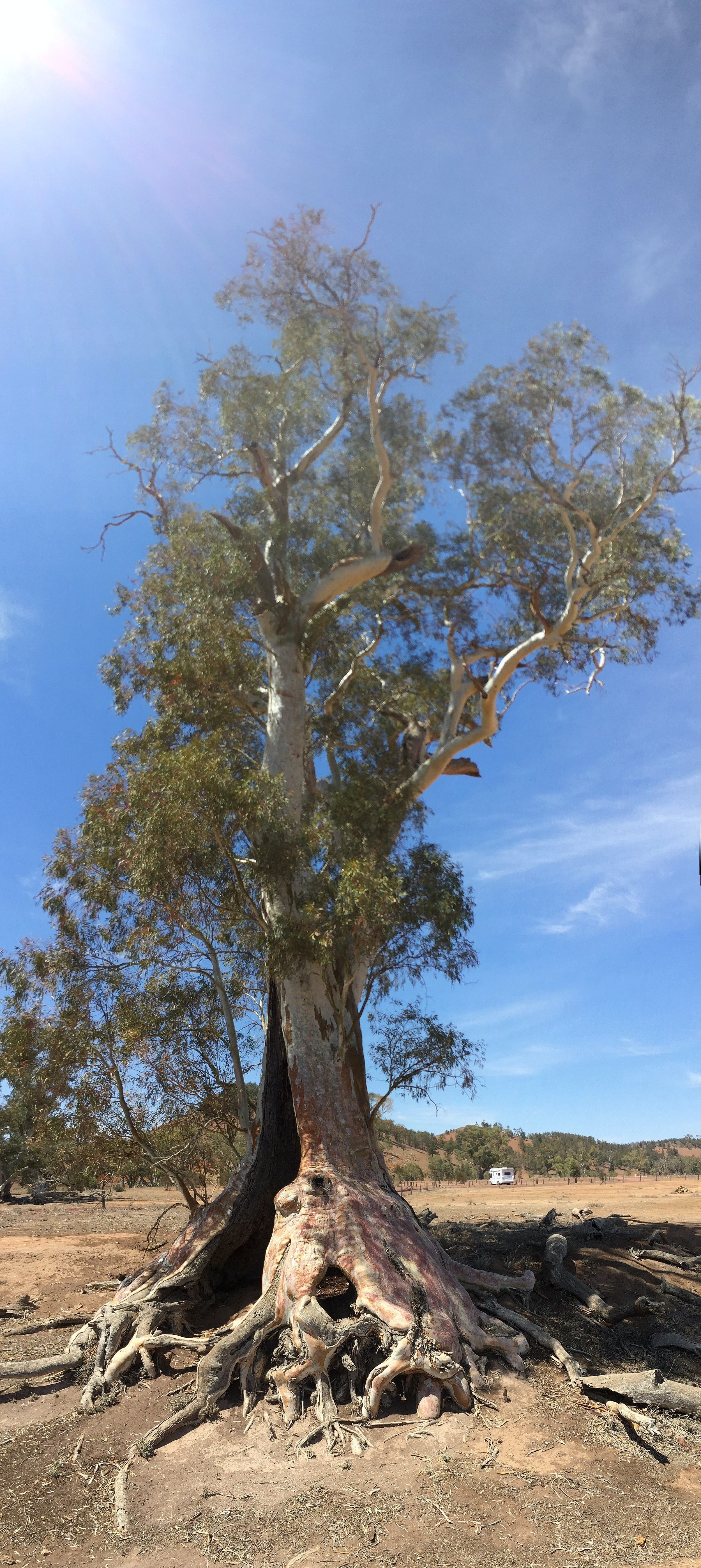 AUS_SA_Flinder Ranges_Cazneaux Tree