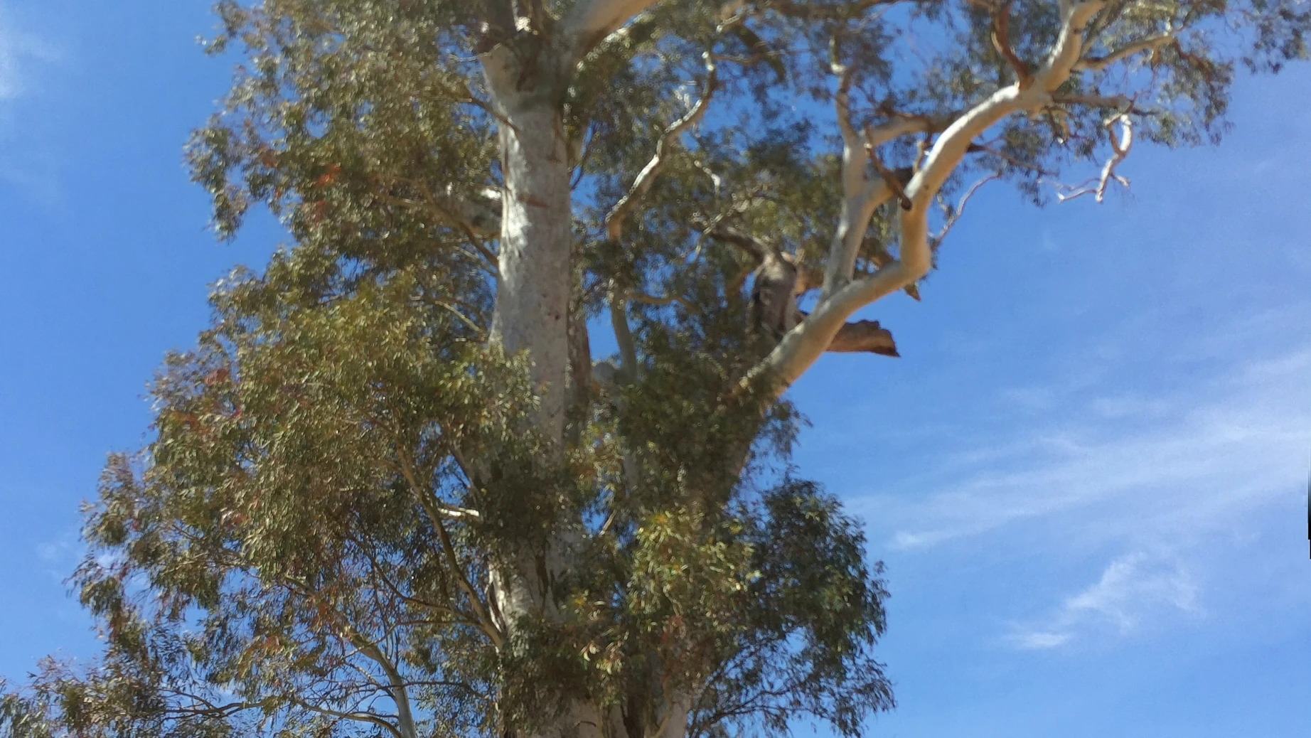 AUS_SA_Flinder Ranges_Cazneaux Tree
