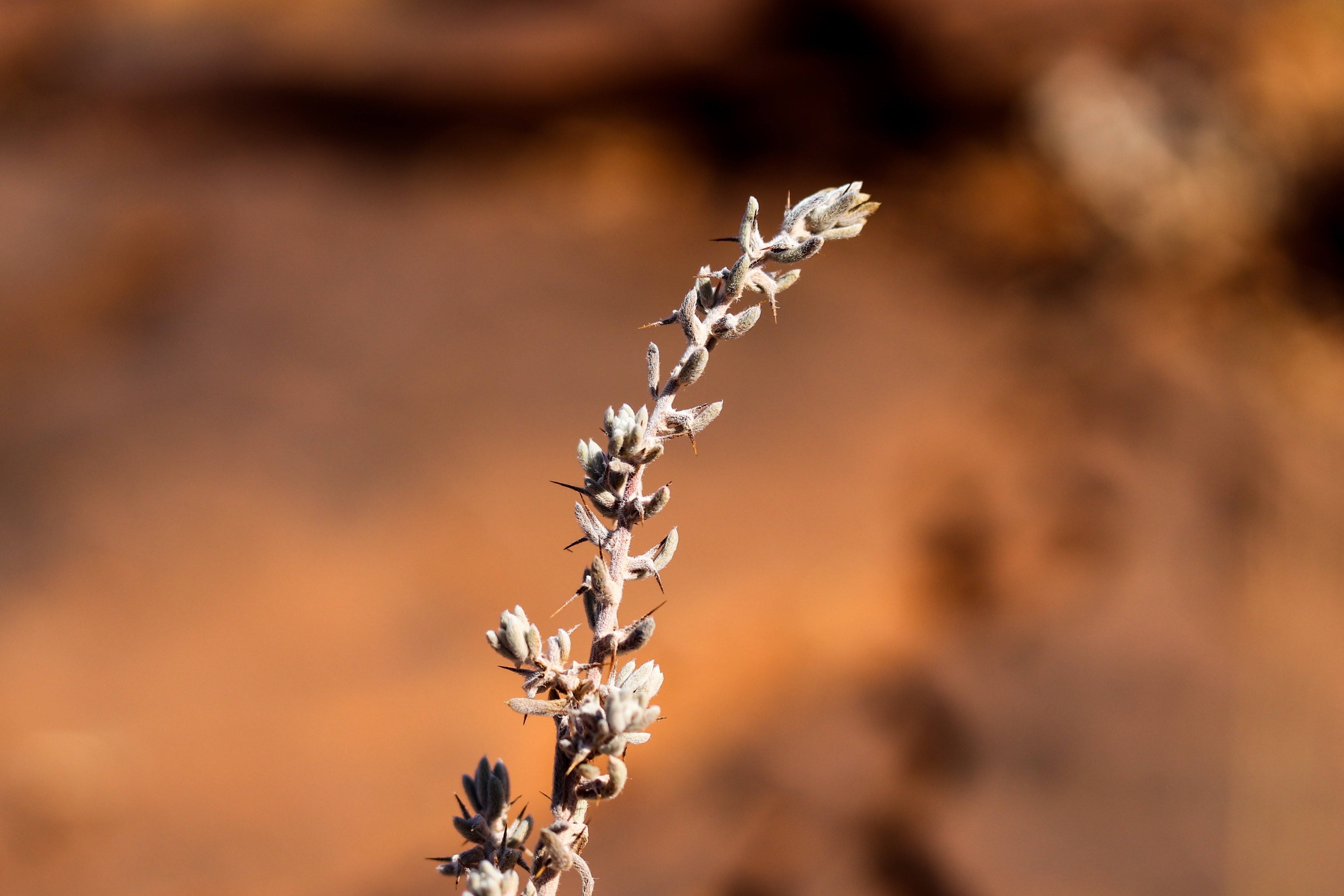 AUS_SA_Flinders Ranges_Thorns