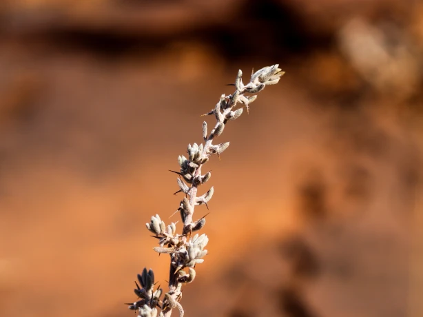 AUS_SA_Flinders Ranges_Thorns