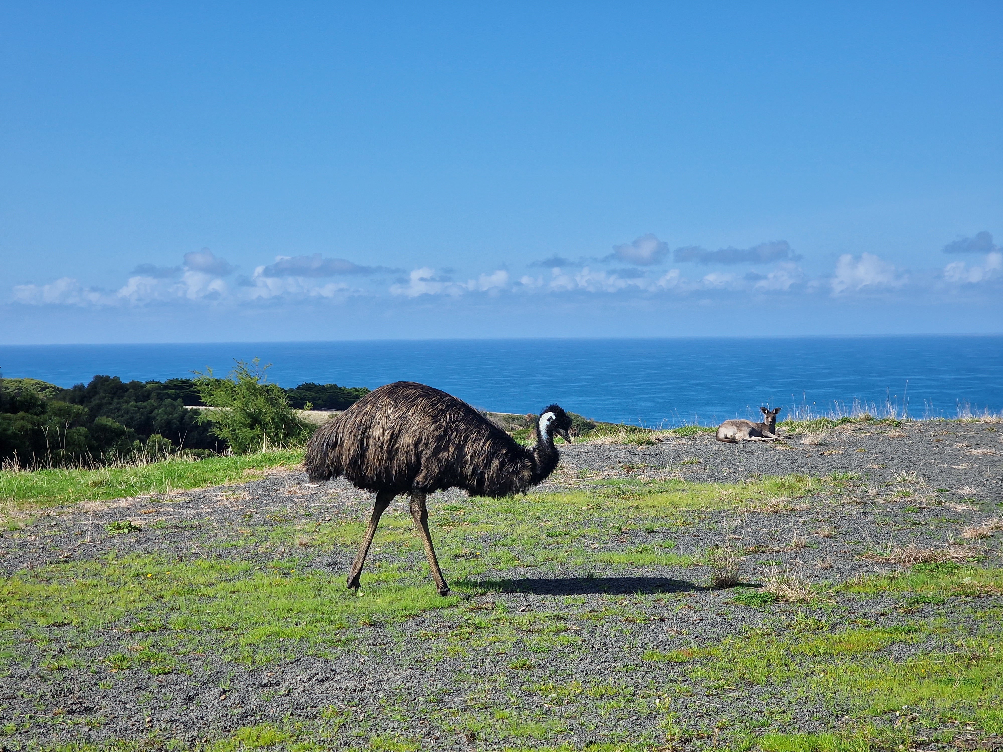 AUS_VIC_Great_Ocean_Road_sanctuary_ocean-view-emu
