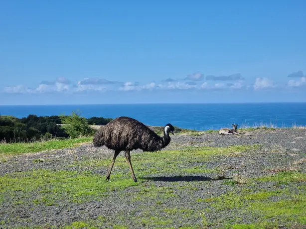 AUS_VIC_Great_Ocean_Road_sanctuary_ocean-view-emu