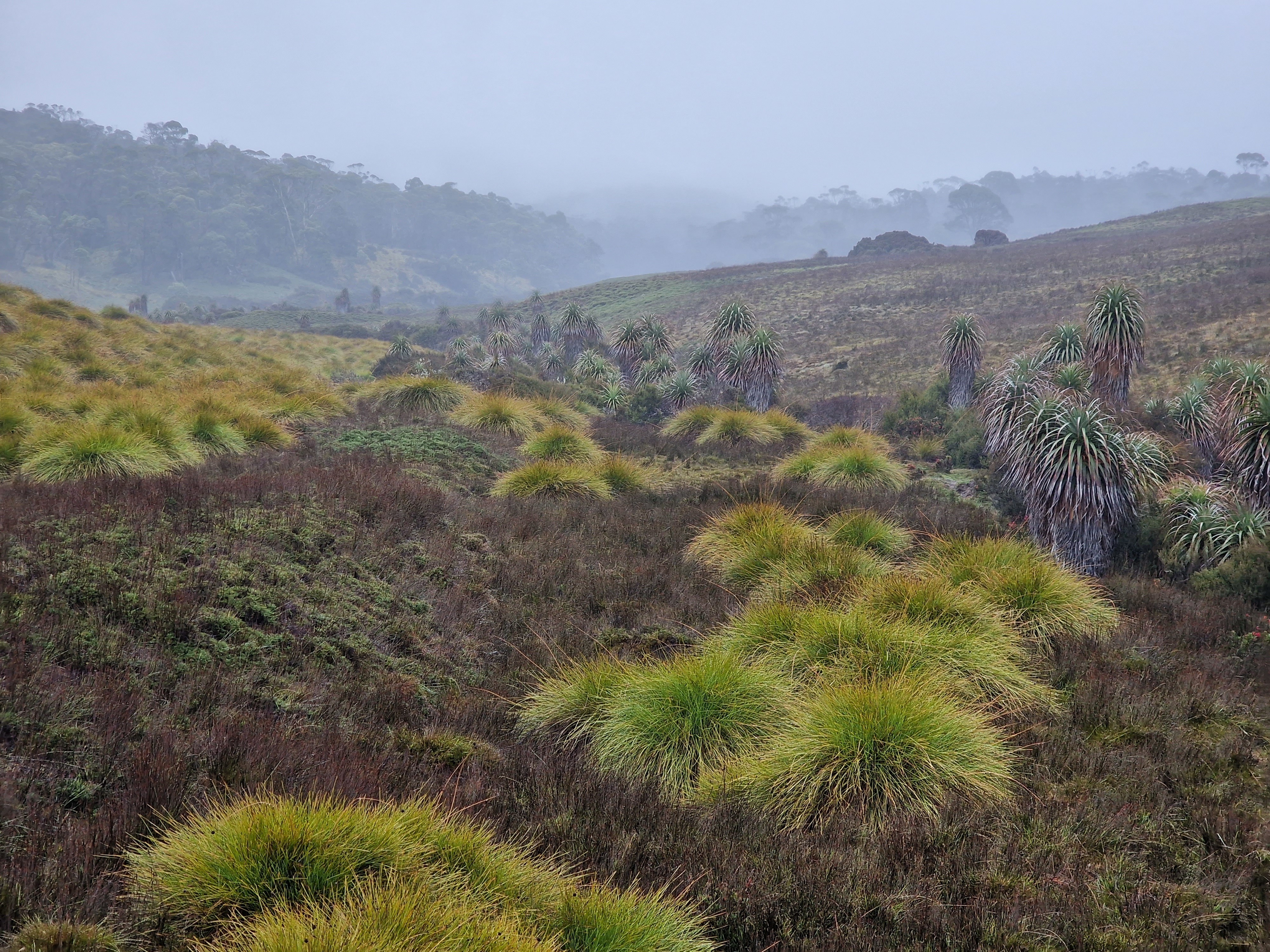 AUS TAS Cradle Mountain alpine grasslands