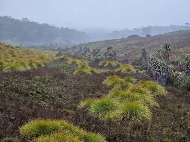 AUS TAS Cradle Mountain alpine grasslands