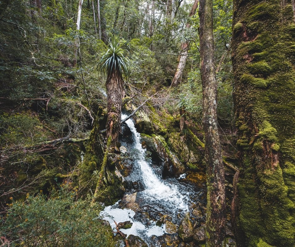 AUS TAS Cradle Mountain wilderness forest