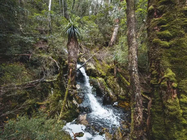AUS TAS Cradle Mountain wilderness forest