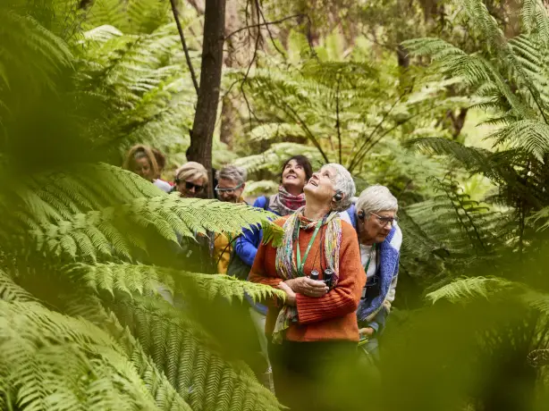 AUS-VIC-Great-Ocean-Road-ferns-guided-tour-sanctuary