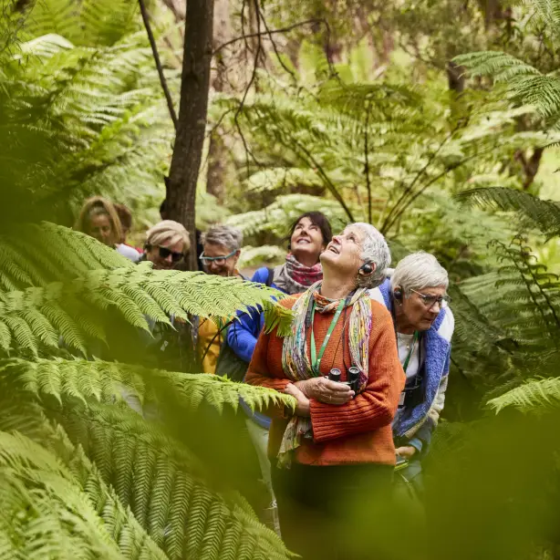 AUS-VIC-Great-Ocean-Road-ferns-guided-tour-sanctuary