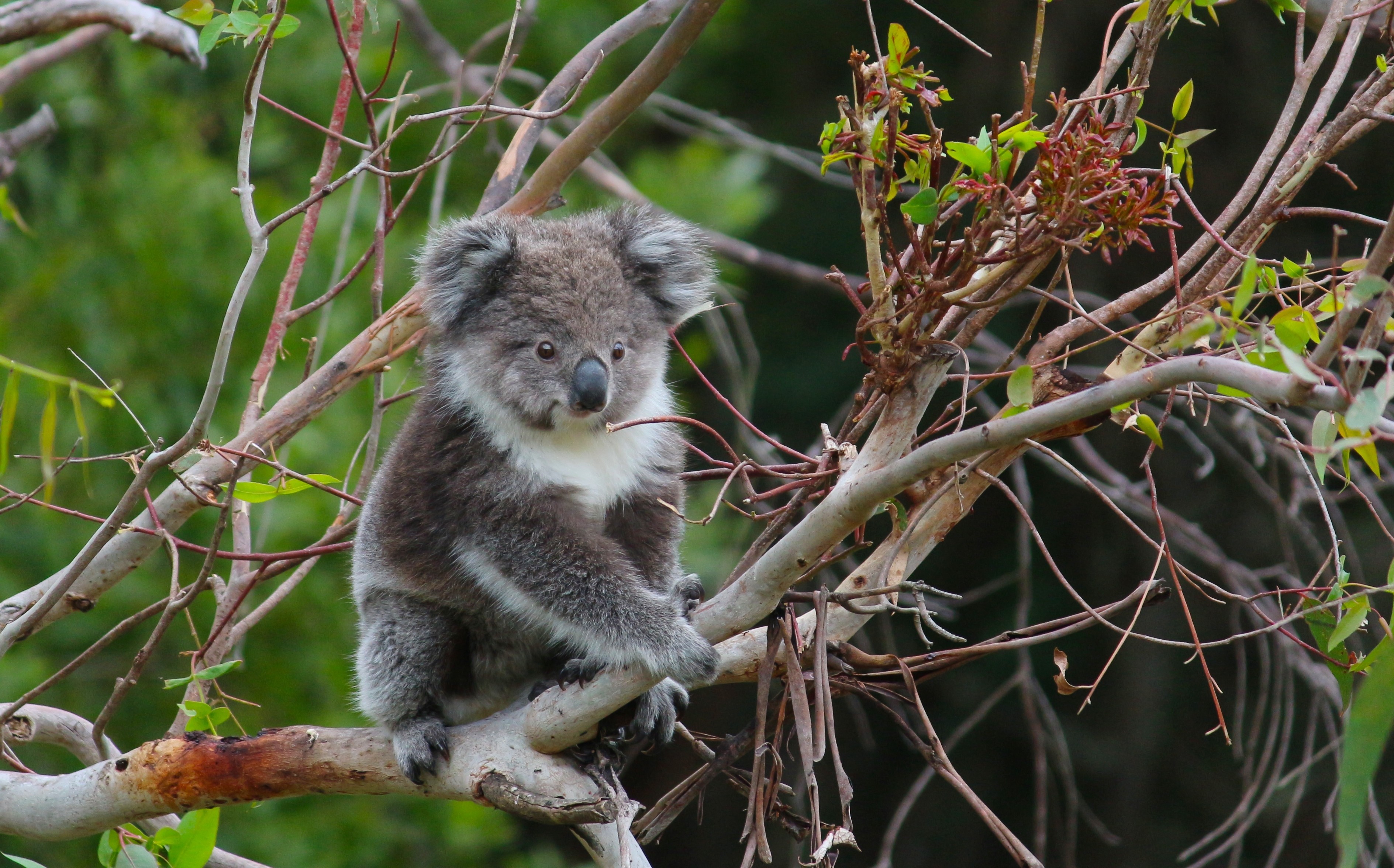 AUS-VIC-Great-Ocean-Road-sanctuary-koala.jpg