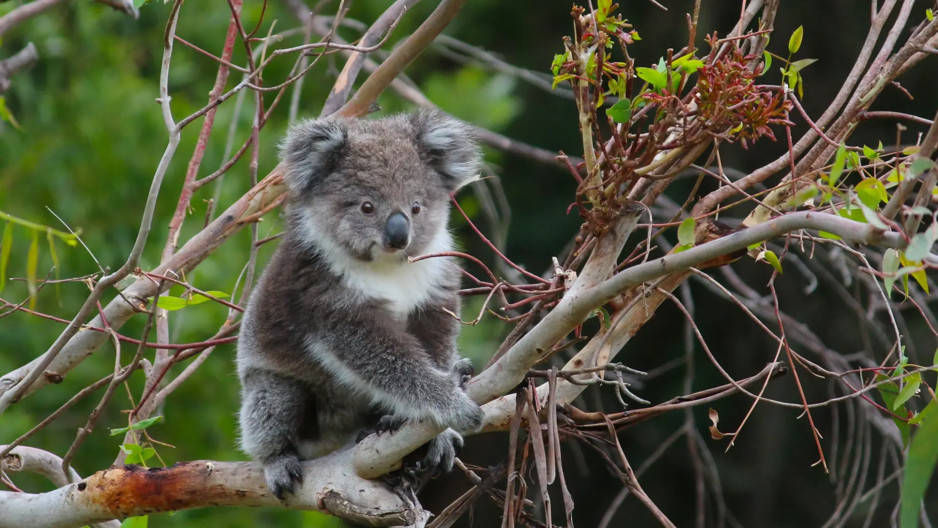AUS-VIC-Great-Ocean-Road-sanctuary-koala.jpg