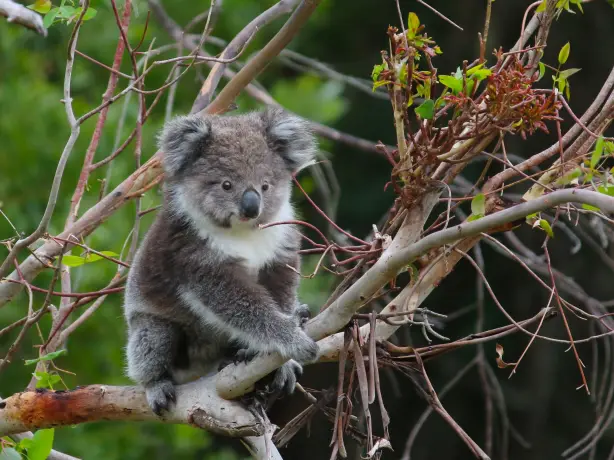 AUS-VIC-Great-Ocean-Road-sanctuary-koala.jpg