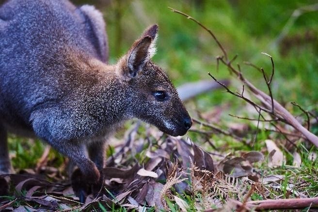 AUS-VIC-Great-Ocean-Road-sanctuary-kangaroo