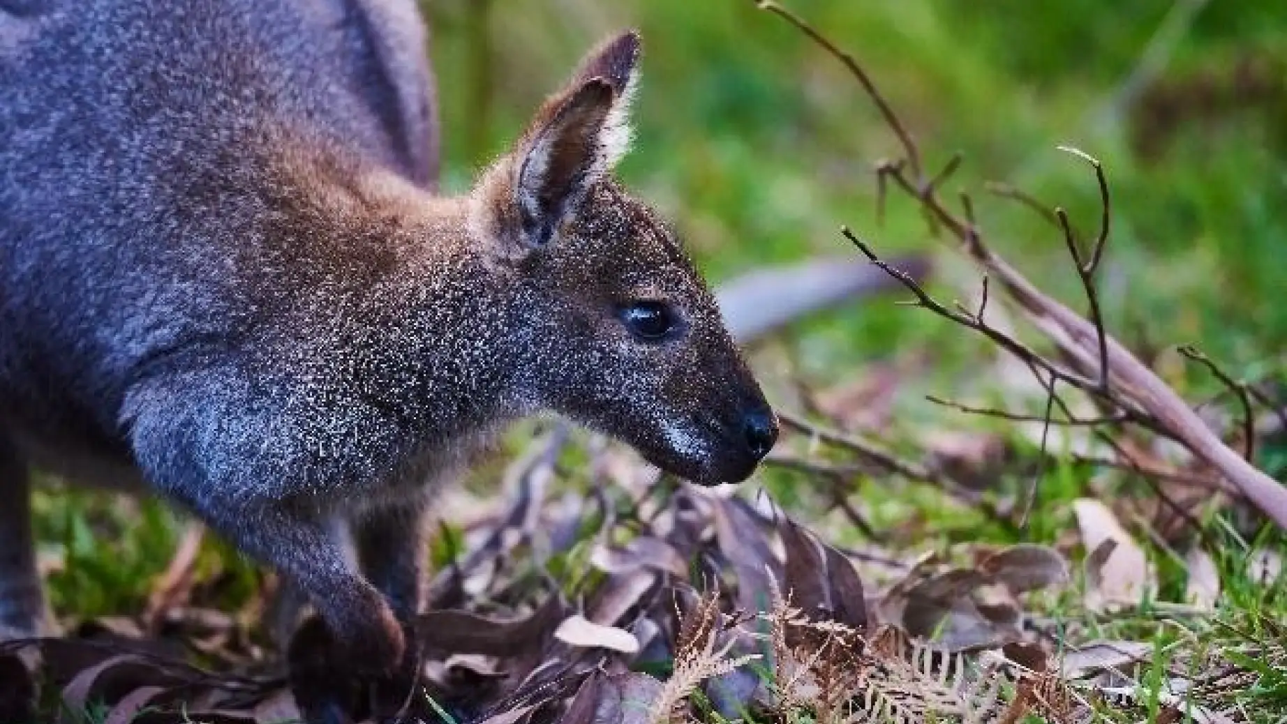 AUS-VIC-Great-Ocean-Road-sanctuary-kangaroo