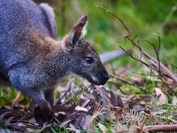 AUS-VIC-Great-Ocean-Road-sanctuary-kangaroo