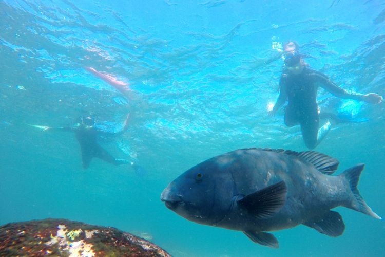 Eine Unterwasseransicht eines Fisches und zwei Menschen, die dahinter schnorcheln