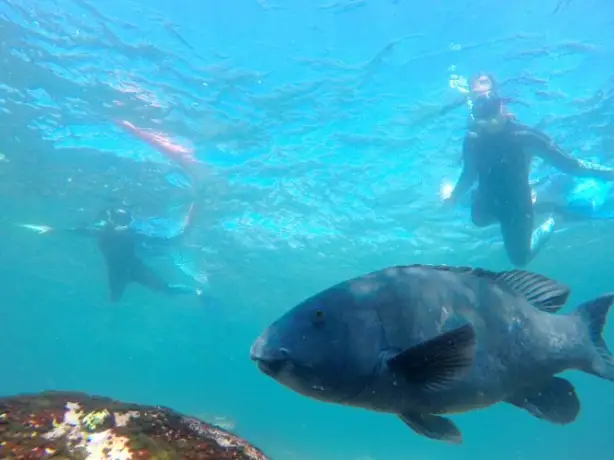 Eine Unterwasseransicht eines Fisches und zwei Menschen, die dahinter schnorcheln