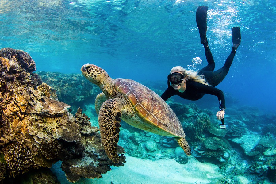 Australien Queensland Great Barrier Reef Schildkröte