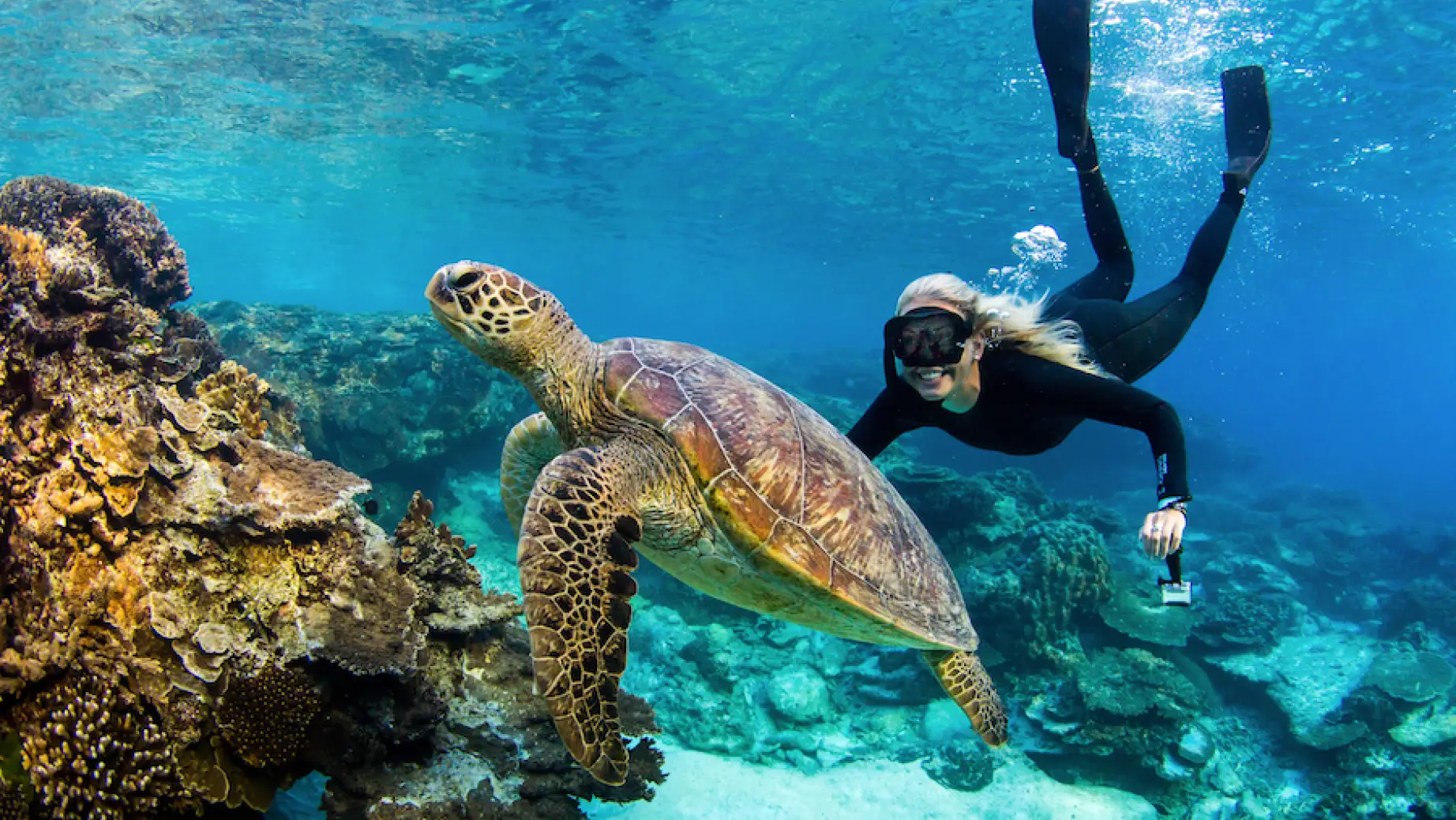 Australien Queensland Great Barrier Reef Schildkröte