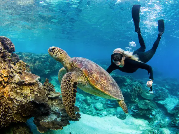 Australien Queensland Great Barrier Reef Schildkröte