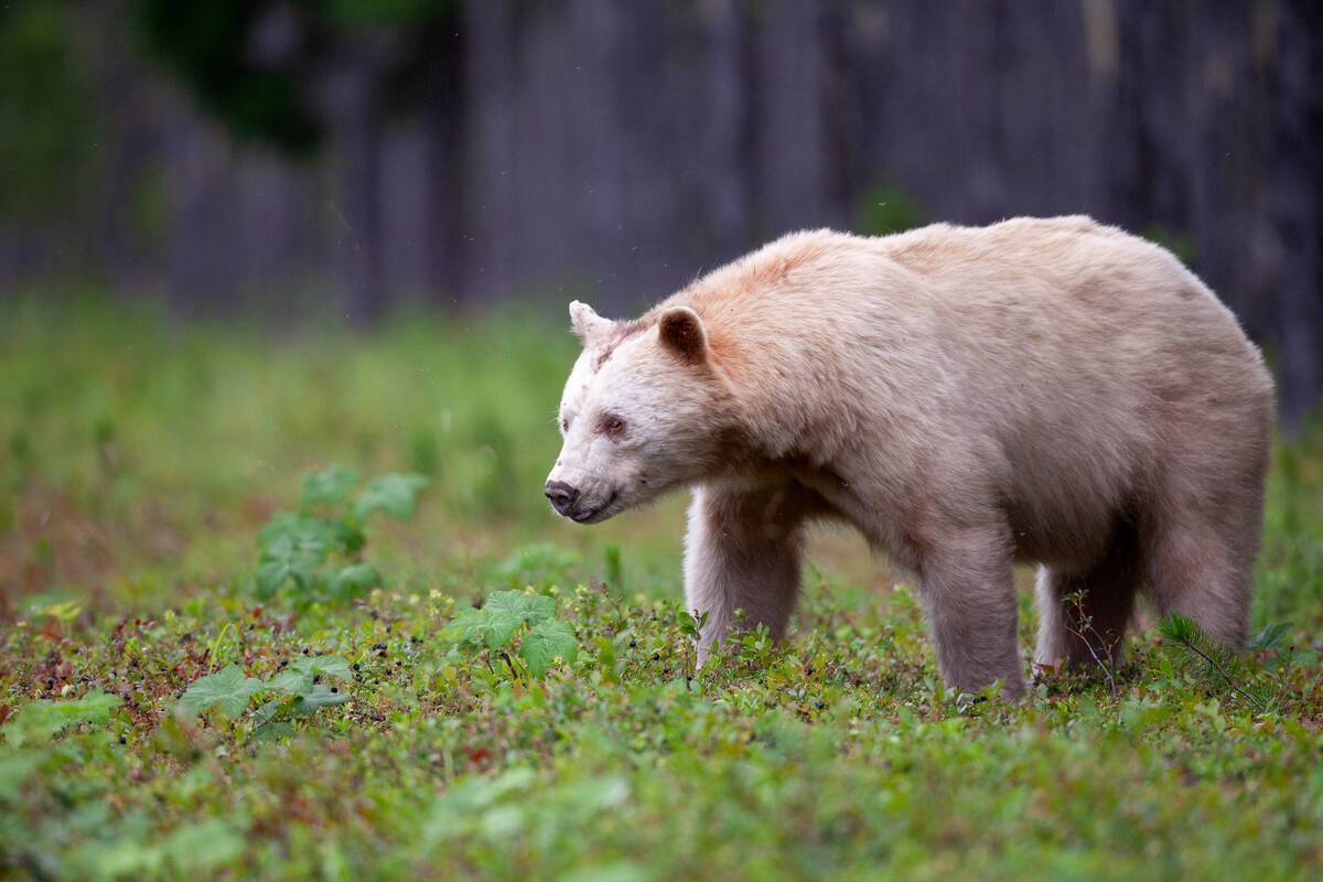 Kanada British Columbia Bär