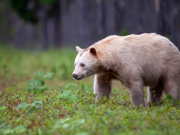 Kanada British Columbia Bär